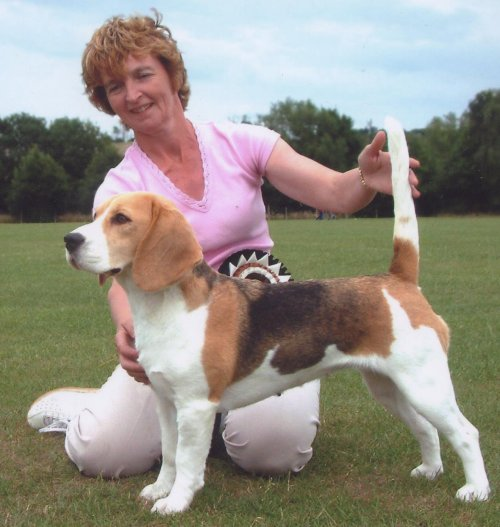 Fallowfield Beagles | Beagle Breeders 